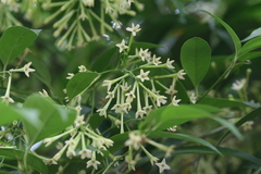 Cestrum nocturnum